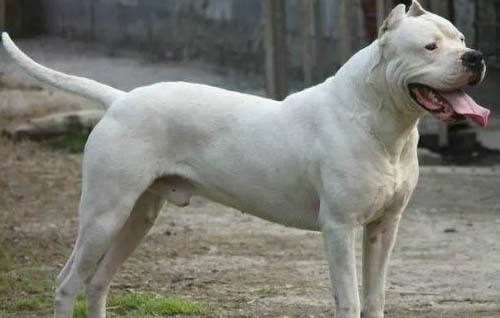 阿根廷杜高犬多少錢一只