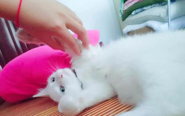 小貓喝公貓的奶要阻止嗎?