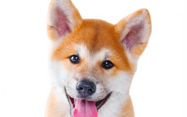 泰迪突然右后腿發抖怎么回事?