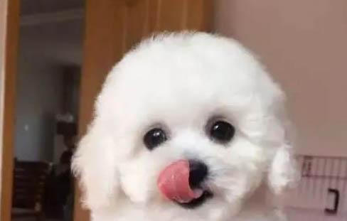 狗狗得了犬瘟能自愈嗎?