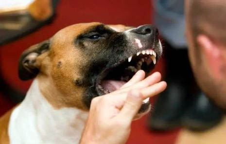 狗攜帶狂犬病毒能活多久