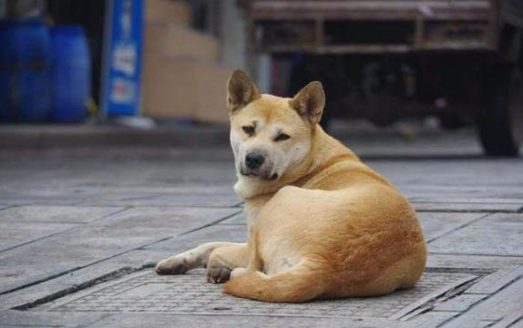 夏天帶狗出門注意事項