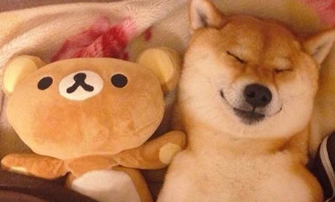怎么從耳朵分辨柴犬和土狗?