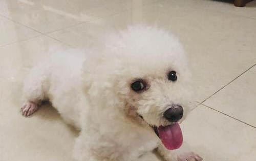 比熊犬經(jīng)常流眼淚是什么原因
