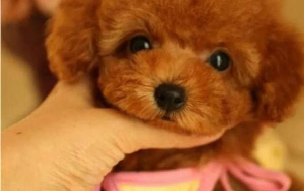 狗狗懷孕能洗澡么