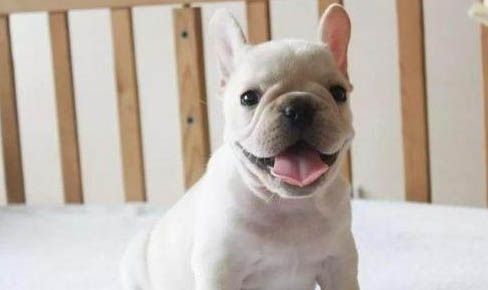 法國斗牛犬有哪些優缺點