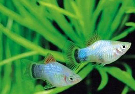鱘龍魚怎么養才不會死