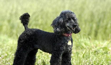 怎么貴賓犬才能不亂拉屎