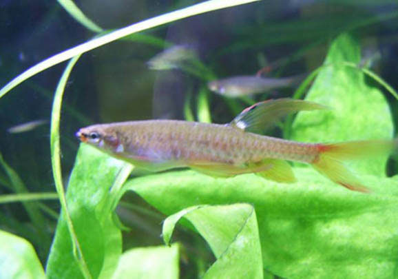 魚類有哪些外形