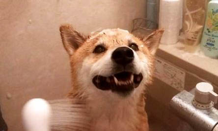 為什么不能養日本柴犬