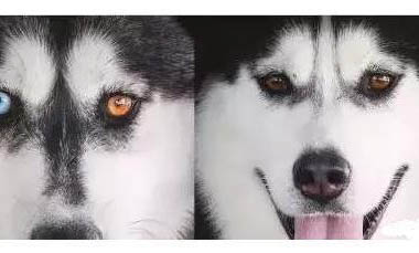 阿拉斯加犬會(huì)叫嗎