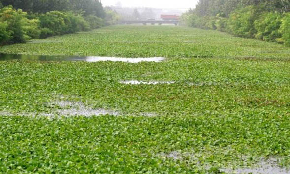 金魚魚鰭充血的常見原因