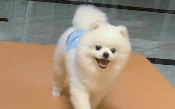 狗得過細小后如何消毒狗糧吃
