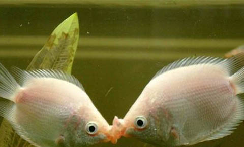 接吻魚需要打氧嗎