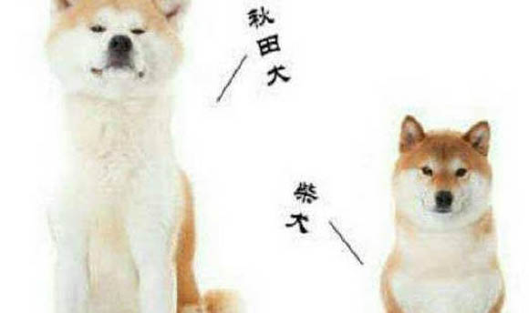 柴犬可以訓練到什么程度