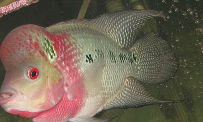 魚沉底了怎么辦?