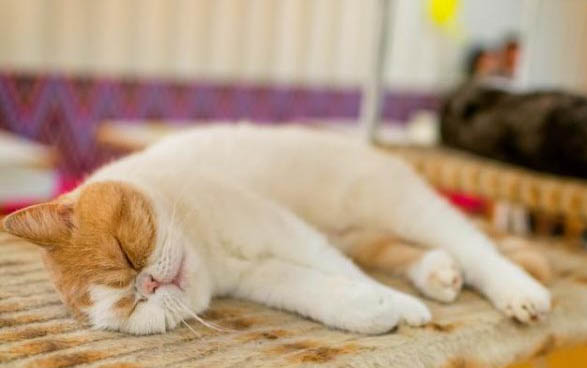 貓吃藥死的死耗子怎么解毒