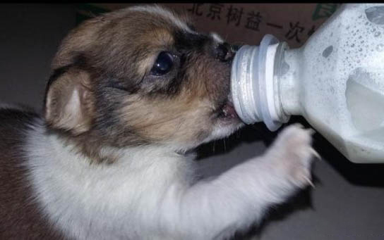 狗狗總是吃自己的大便