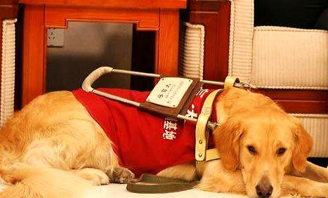 導盲犬可以上飛機嗎?