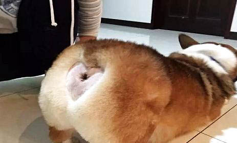 狗狗吹風扇會感冒嗎?
