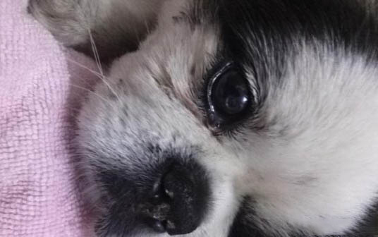 狗狗細小病毒五天了怎么老是哼哼怎么辦