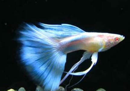 孔雀魚混養(yǎng)注意事項有哪些