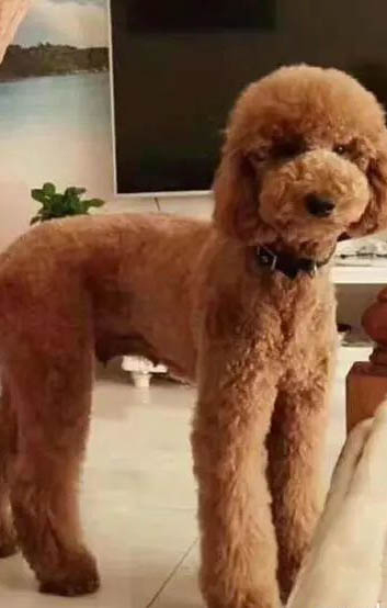 巨貴犬好養(yǎng)嗎?