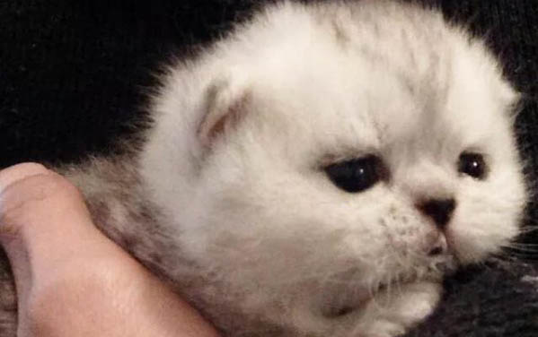 小貓鼻支癥狀有哪些