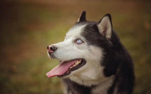狗狗打狂犬疫苗多久打一次
