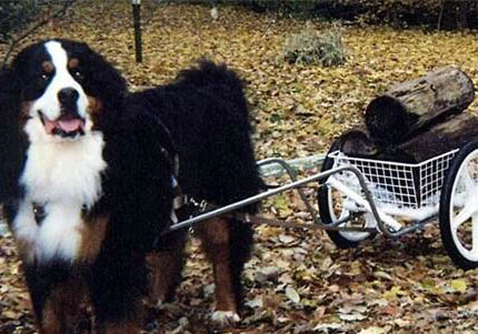 伯恩山犬為什么養的少？
