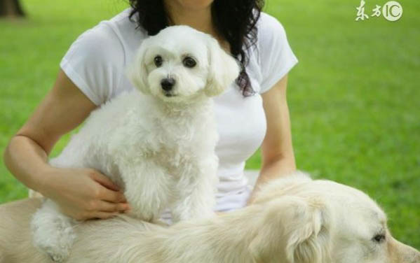 棉花面紗犬哪里有賣