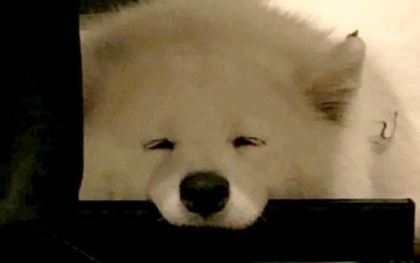 微笑天使薩摩耶掉毛原因及預防