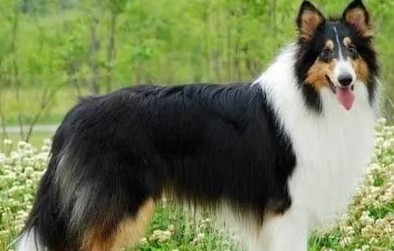 蘇格蘭牧羊犬的喂養(yǎng)指南及注意事項(xiàng)