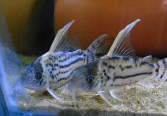 哪些魚缸水草好養