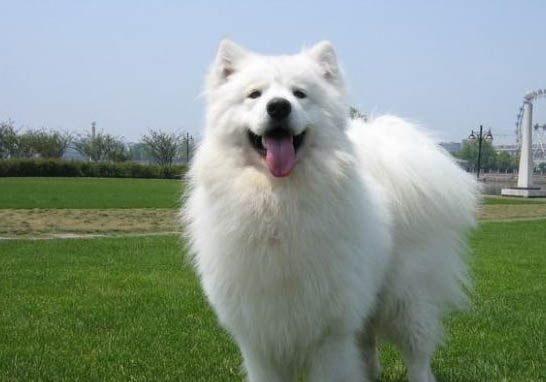 薩摩耶犬拆家嗎
