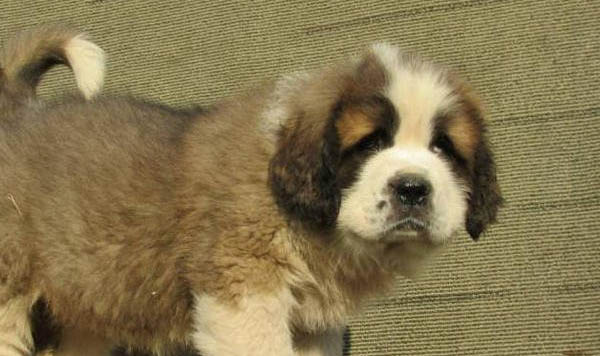 圣伯納犬缺點