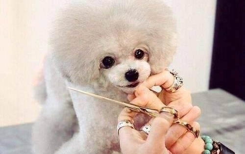 怎樣阻止狗狗吃自己的屎
