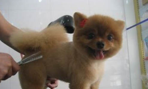 棉花面紗犬哪里有賣
