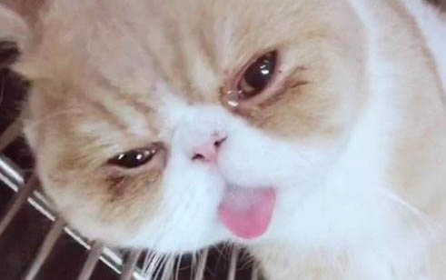 怎么看貓是否下過崽