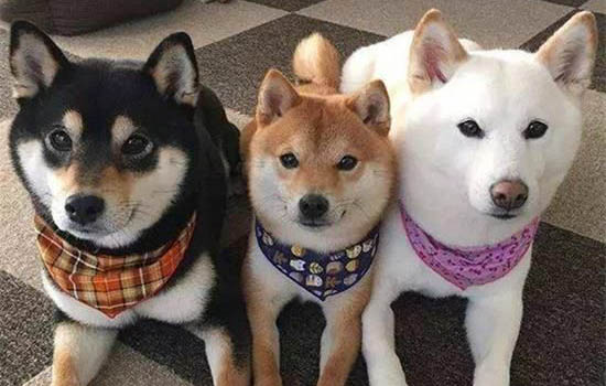 柴犬多少錢一只？可以稱之為日本田園犬嗎