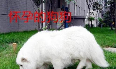 懷孕狗吃生雞蛋