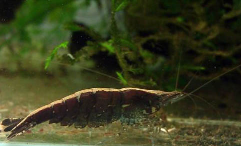 黑殼蝦吃魚屎?jiǎn)?