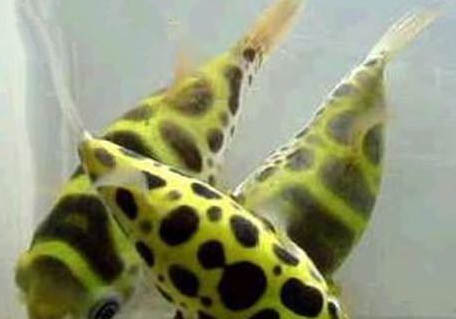 潛水艇魚能用淡水養嗎