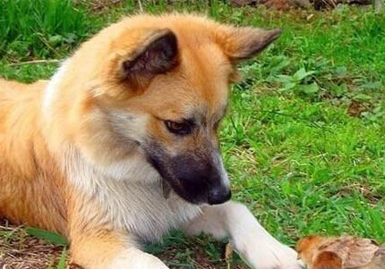 長須柯利牧羊犬有哪些喜好