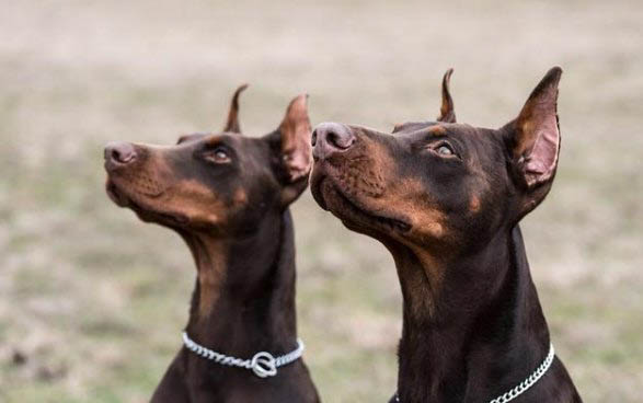 杜賓犬好的多少錢