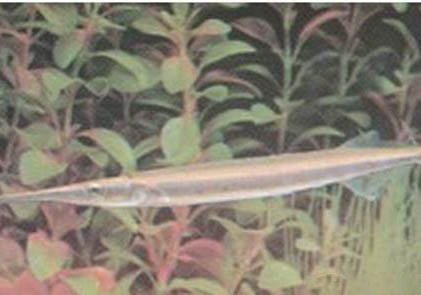1米2魚(yú)缸要多久換一次水