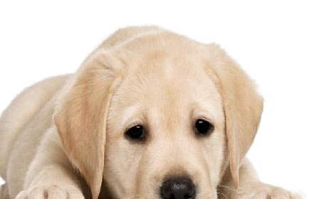 大型犬有哪些品種