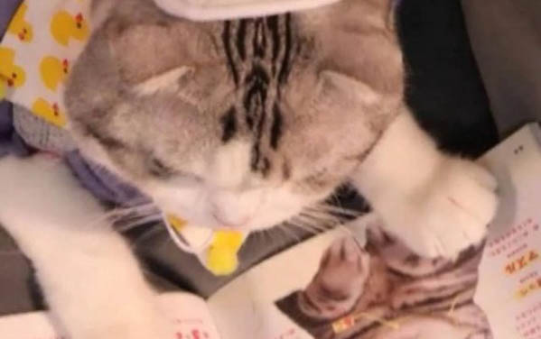 為什么貓咪身上有很多跳蚤呢
