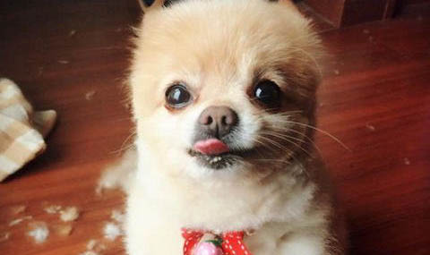 狗狗胃口不好怎么辦