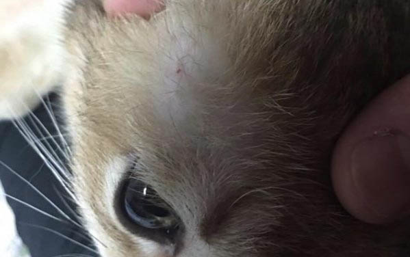 貓咪脊柱受傷啦怎么辦?